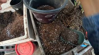 Repotting Aloe arborescens plant to Upsize a Pot  how I do [upl. by Bartram]