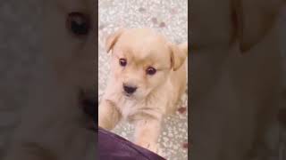 Dog dog funny funny video Comedy comedy viral video  dog doglover dogs funny funnyvideo [upl. by Namolos80]