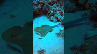 Blue Spotted Ray in the Red Sea [upl. by Ruamaj165]