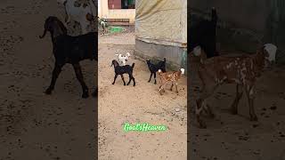 GoatsHeaven goat boergoatfarm animals boergoatfarm boerkids odisha kidsweightgainboerbreeder [upl. by Nauhs]