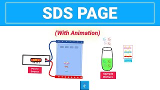 SDS PAGE  Gel Electrophoresis with animation [upl. by Lednor]