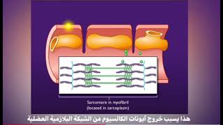 excitation contraction coupling [upl. by Otrebogad]