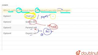 Which cells of mucous layer of stomach secrete pepsinogen [upl. by Notnek]