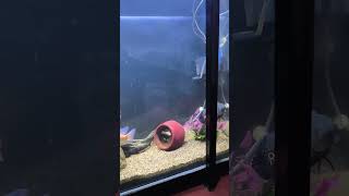 RHTDM song with Oscar fishes song music bollywood love aquariumfishfish aquarium fishtank [upl. by Naujaj]