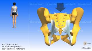 Larticulation sacroiliaque [upl. by Asseneg]