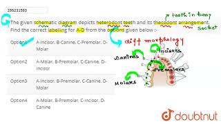 The given schematic diagram depicts heterodont teeth and its thecodont arrangement Find the cor [upl. by Koralie719]