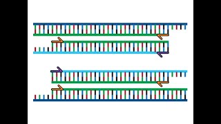 PCR Simulation Walk Through [upl. by Hamish]