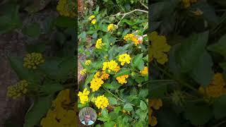 LANTANA MAGIC TURN TINY SEEDS INTO VIBRANT FLOWERSquot [upl. by Seyler]