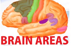 Functional Brain Areas  Brain Anatomy Cortex [upl. by Jacquetta]