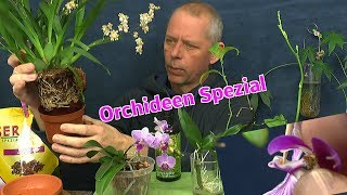 Orchidee Experimente 2017 Zusammenfassung für 2018 Phalaenopsis bestäuben [upl. by Iru169]