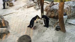 Macaroni Penguins [upl. by Annoyi]