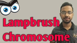 Lampbrush chromosome in hindi  giant chromosomes  lampbrush chromosome structure  genetic lecture [upl. by Eiramllij412]