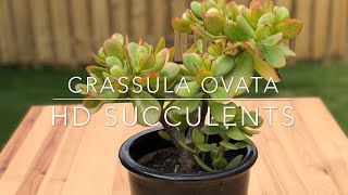 Crassula Ovata Jade Plant Lucky Plant Money Plant Money Tree  HD Succulent Video 4K [upl. by Nodanrb]