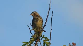 Anthus pratensis  bisbita pratense  Meadow pipit [upl. by Cotter982]