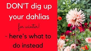 DONT dig up your dahlias this winter  heres what to do instead [upl. by Vod]