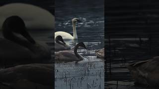 Alaskan swans birding swans wintermigration [upl. by Sybley]