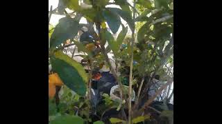 Loquat Fruit  SanjoVictoryGarden [upl. by Edelstein512]