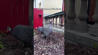 Check out these birds of a feather chirping together peacock guineafowl birds [upl. by Odnamla]