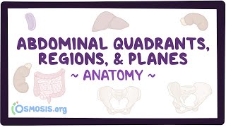 Abdominal quadrants regions and planes [upl. by Amelie921]