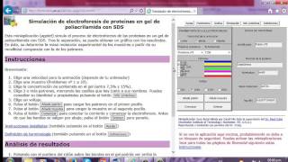 PRÁCTICA 3 VIRTUAL  SIMULACIÓN DE ELECTROFORESIS DE PROTEÍNAS EN GEL DE POLIACRILAMIDA CON SDS [upl. by Rysler]