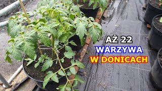 Piękne Pomidory w Donicy  Uprawa AŻ 22 Warzyw w Pojemnikach [upl. by Assel]