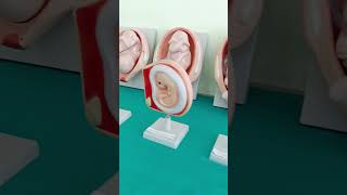 Foetus cycle biology bsc nursing nursing youtubeshorts youtube snehtiwari [upl. by Toma]