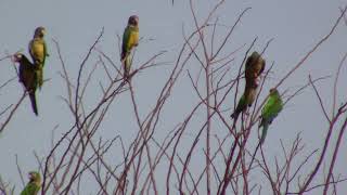 Periquito Da Caatinga Cantando Em Bando [upl. by Anicart270]