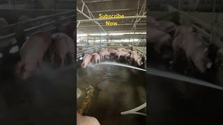 Pigfarming shortvideo [upl. by Wadlinger255]