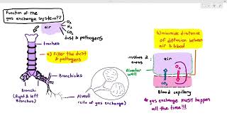 91 Structure of the Gas Exchange System Cambridge AS A Level Biology 9700 [upl. by Brandise]