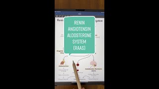 ReninAngiotensinAldosterone System Explained [upl. by Erreipnaej860]