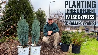 Conifer Kings Discover 3 Stunning Chamaecyparis Varieties  False Cypress Pt 1 [upl. by Binny]