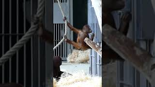 Funny Orangutans Sаri and Kendari Always Finding the Funshortsfunnyvideoorangutansfunnyanimals [upl. by Barstow]