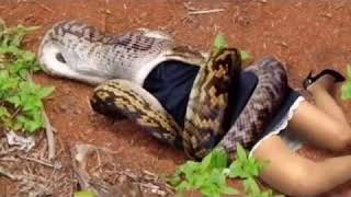 Giant anaconda eating human “MUST WATCH” THEY SWALLOW SOO BAD [upl. by Bluefarb]