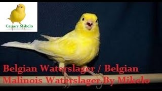 Belgian Waterslager  Belgian Malinois Waterslager training song vol 2 [upl. by Siravaj]