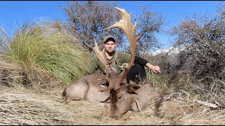 Huge Mountain Buck Fallow Deer Hunting New Zealand [upl. by Akieluz]