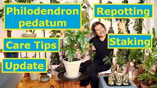 Update Repotting Staking amp Care Tips  Philodendron pedatum Oak Leaf Philodendron [upl. by Narruc]