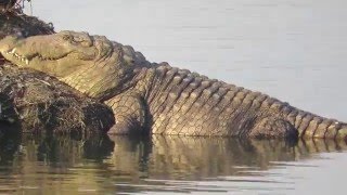 Crocodile spotted at Powai Lake Mumbai [upl. by Ardnac]