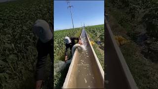 Amazing Irrigation Technique 😱 [upl. by Lerual]