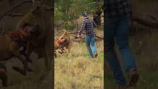 Pet Parent Rescues Pup From Kangaroo Fight [upl. by Sussman624]