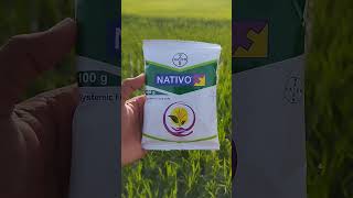 bayer nativo [upl. by Damicke]