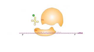 Protein Synthesis Inhibitors antibiotics animation video [upl. by Acinorej]