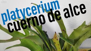 PLATYCERIUM O HELECHO CUERNO DE ALCE CUIDADOS BÁSICOS Y TRASPLANTE DE ESTA EXÓTICA PLANTA EPIFITA [upl. by Devol]