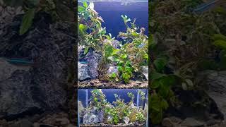 Rescape buchepalandra rare item [upl. by Elocal949]