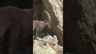 📍Parque Nacional de Mercantour France — 🐐 encounter NCVNT France hiking trekking fun [upl. by Nnek]