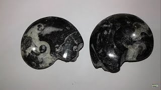 Goniatite And Ammonites [upl. by Kimberly]