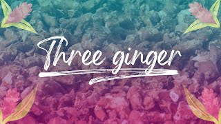 Three Ginger tea  Pukka Herbs [upl. by Tarra]