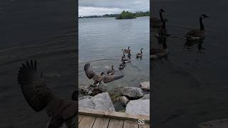 Goose Launch  Nature lovers naturelovers birds birdlovers birdlovers goose [upl. by Ardet]