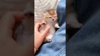 Cute animal kitten 😻💕 cat cute kitten meow pets shorts videos [upl. by Orabel]