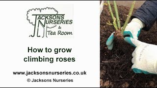 How to grow climbing roses [upl. by Alyek]