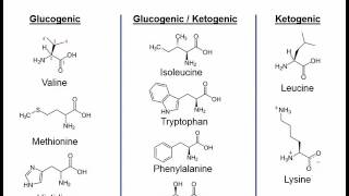 Essential amino acids mnemonic song  very short [upl. by Solita]